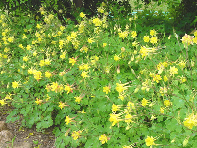 Close-up of Seed increase planting of ‘Texas Gold’ Columbine at Larry Steins in 2002