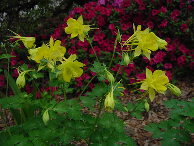 ‘Texas Gold’ Columbine with Azalea background on March 24, 2007