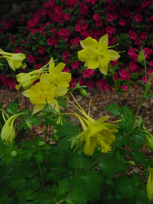 ‘Texas Gold’ Columbine with Azalea background