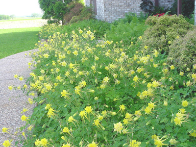 Seed increase planting of ‘Texas Gold’ Columbine at Larry Steins in 2002