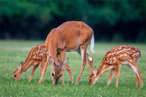Deer Grazing Deer Grazing