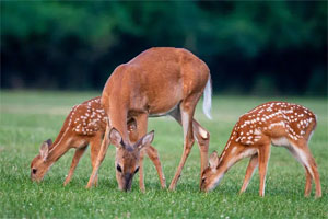 Deer Grazing