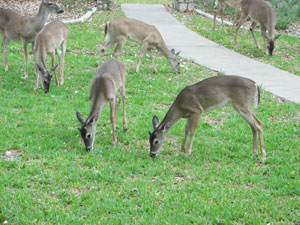 Deer Grazing