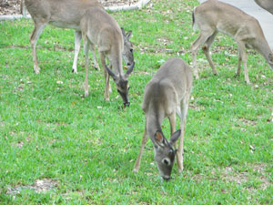 Deer Grazing