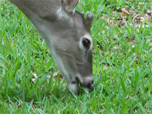 Deer Grazing