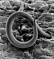 Microscopic NEMATODE LARVA-Meloidogyne_incognita