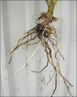 Nematode-free or normal tomato root system