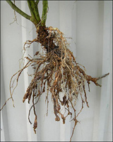 Nematodes and knots on tomato roots