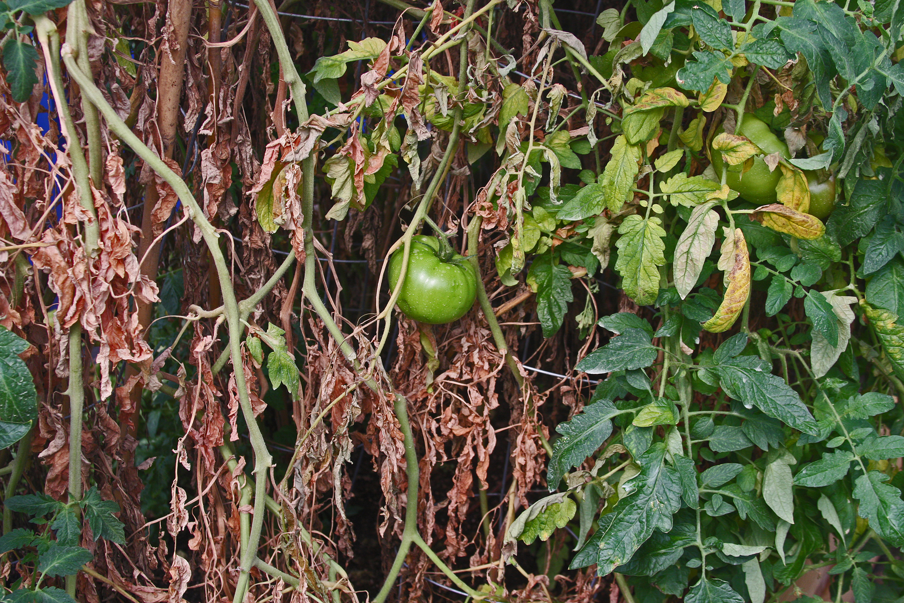 Root Knot Nematodes on Vegetables