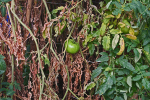 Foliage damage and reduced production on nematode infected plant...