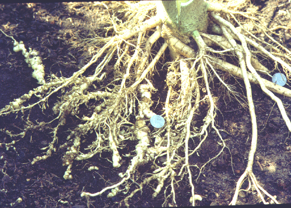 Root Knot Nematodes on Vegetables