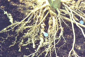 Nematodes on Okra