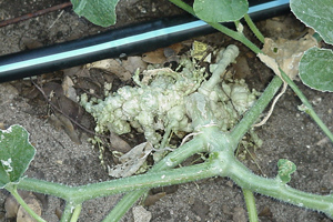 Nematodes on Cantaloupe