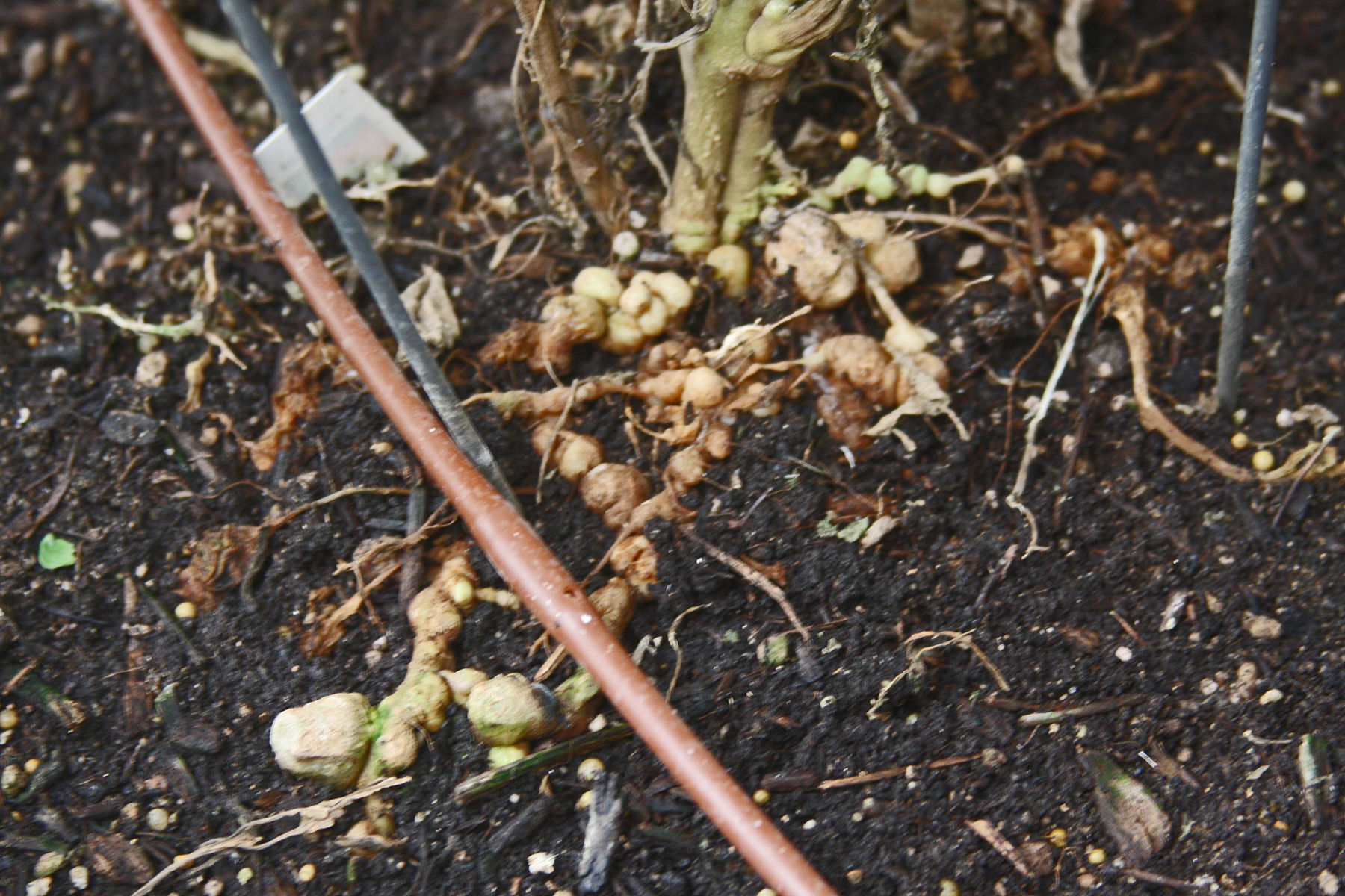 Nematodes on vegetables