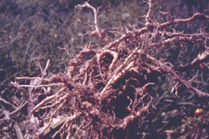 Nematode Damage