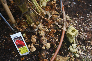 Susceptible tomato variety with nematode infestation