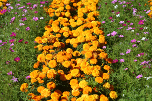 Closely planted marigolds for several months reduce nematode numbers...
