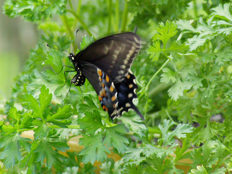 Butterfly- Laying Eggs On Parsley
