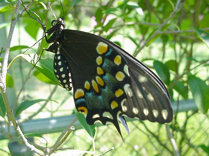 Butterfly Released