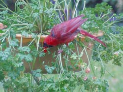 Cardinal Caterpillar