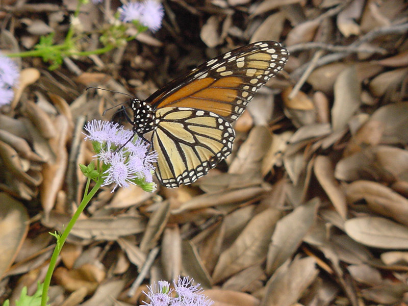 Ageratum-Monarch Butterfly