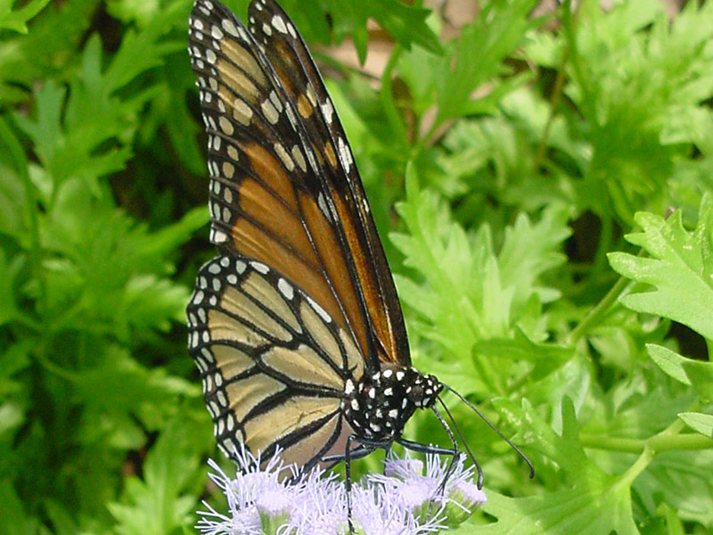 Ageratum-Monarch Butterfly