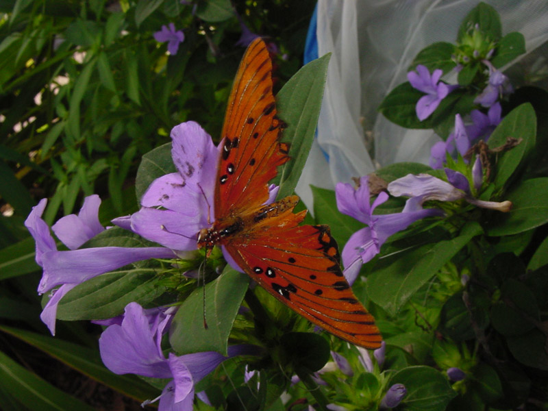 Philippine Violet-Gulf Fritillary Butterfly