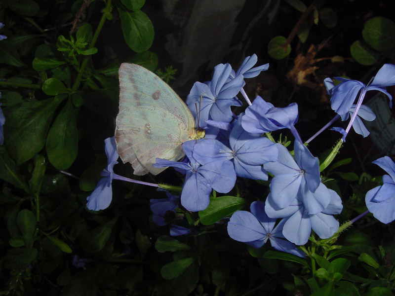 Blue Plumbago-Cloudless Sulphur Butterfly