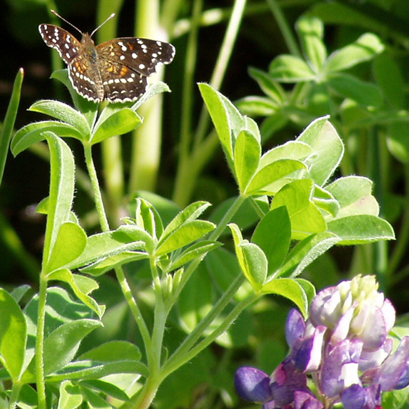 Bluebonnet-Texan Crescent Butterfly