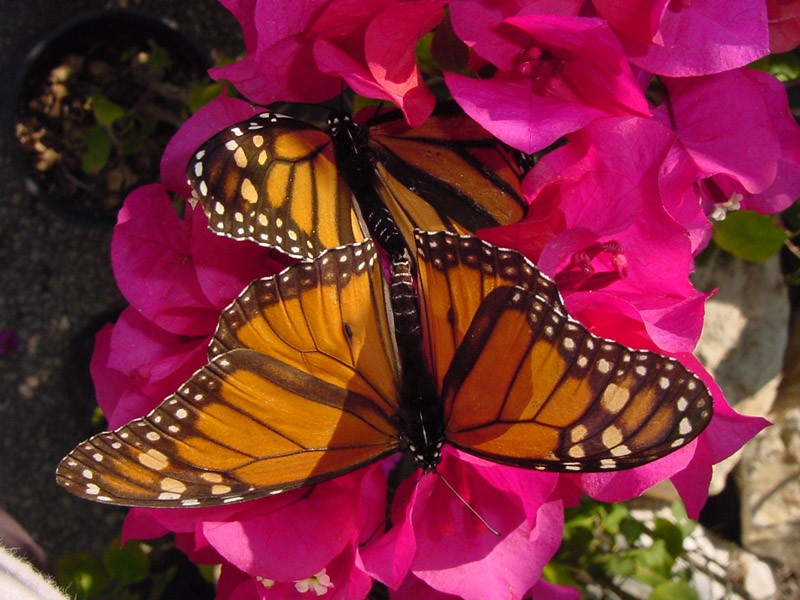 Bougainvillea Monarch Butterflies Mating