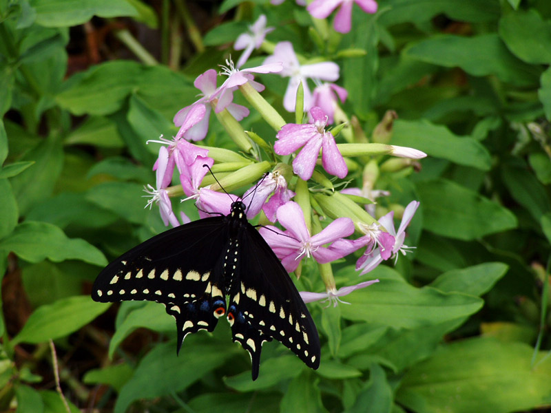 Bouncing Bet-Black Swallowtail Butterfly