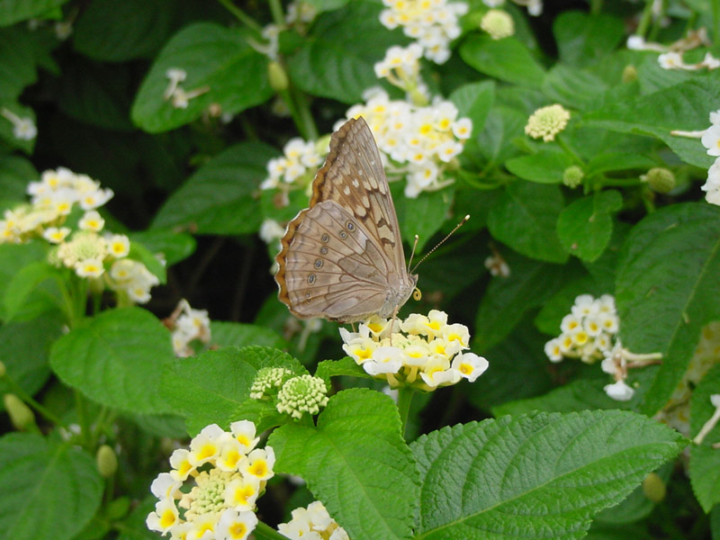 Dwarf Denholm White Lantana - Painted Lady Butterfly