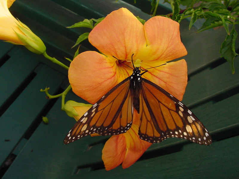 Chinese Trumpet Creeper - Monarch Butterfly