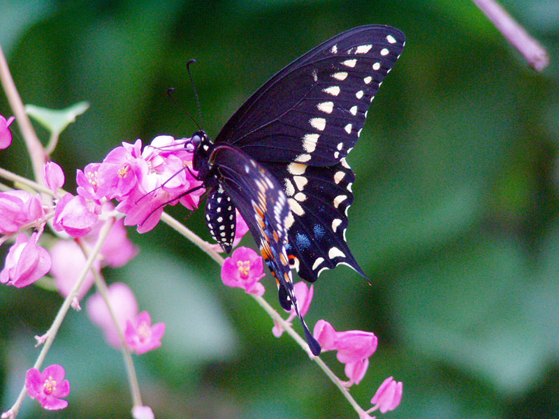 Coral Vine- Black Swallowtail Butterfly