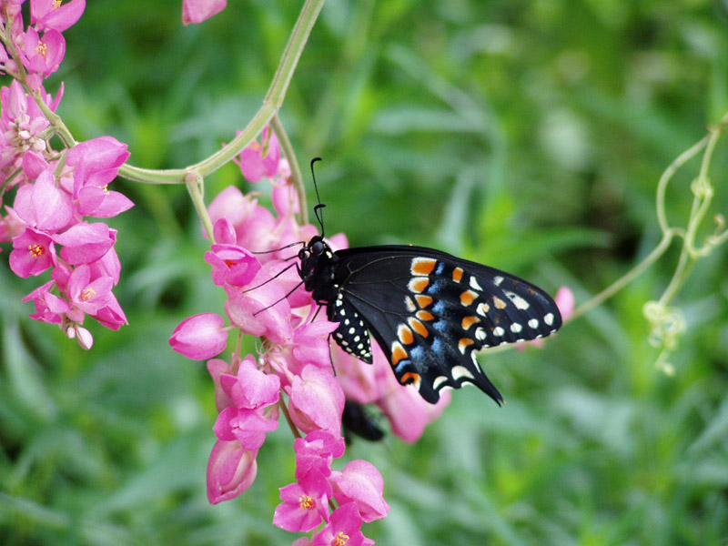 Coral Vine- Black Swallowtail Butterfly