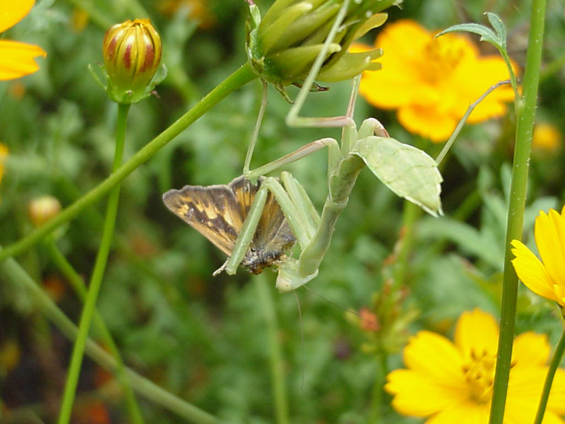 Cosmos-Mantis Eating Butterfly