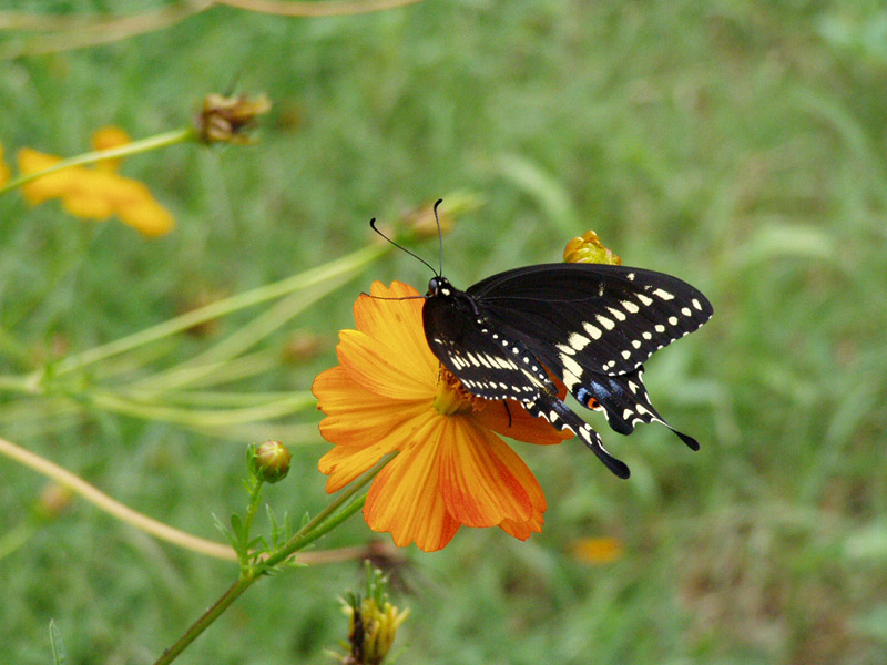 Cosmos - Black Swallowtail Butterfly