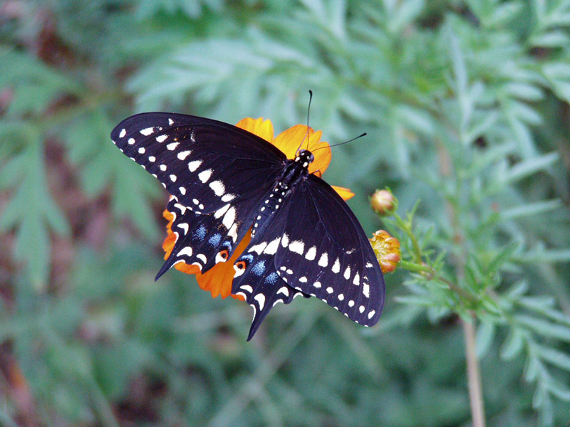 Cosmos - Black Swallowtail Butterfly