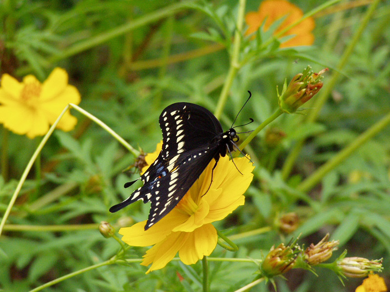 Cosmos - Black Swallowtail Butterfly