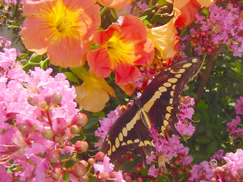 Crapemyrtle - Giant Swallowtail Butterfly