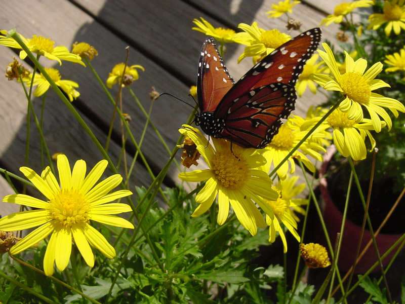 Daisy - Queen Monarch Butterfly