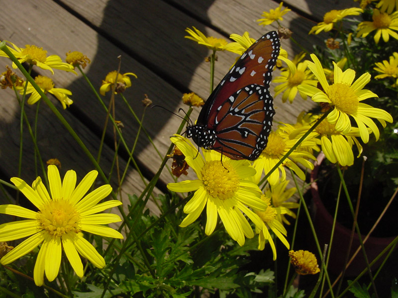 Daisy - Queen Monarch Butterfly