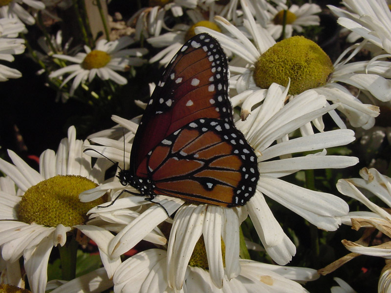 Daisy - Queen Monarch Butterfly