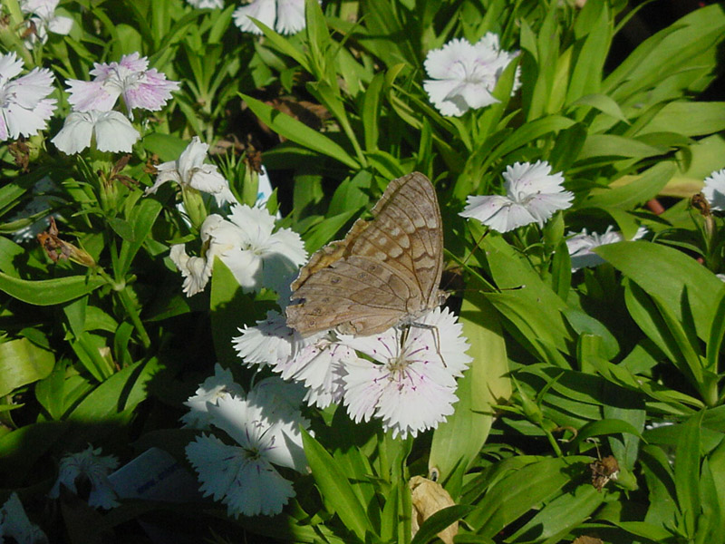 Dianthus - Painted Lady Butterfly