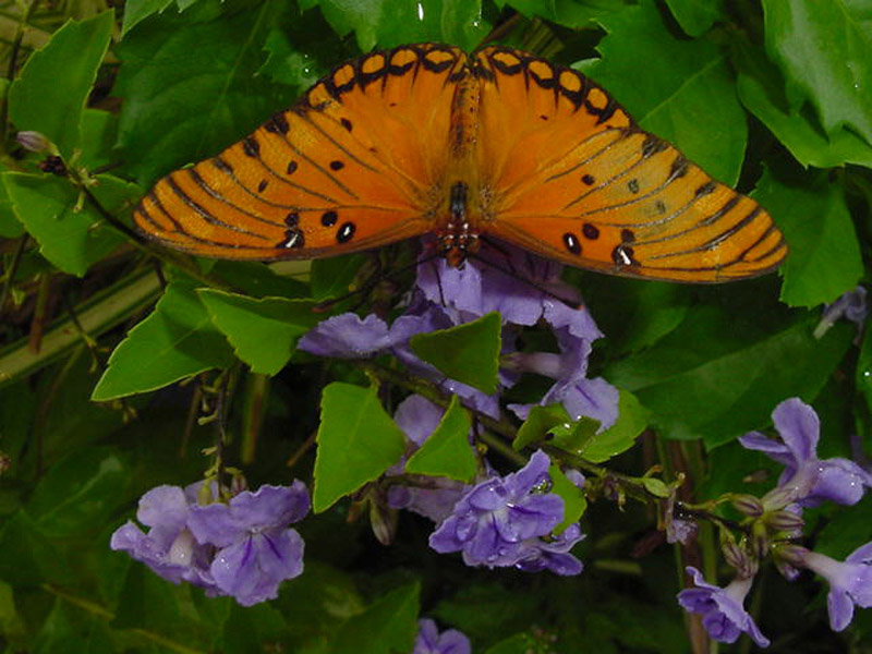 Duranta - Gulf Frillary Butterfly