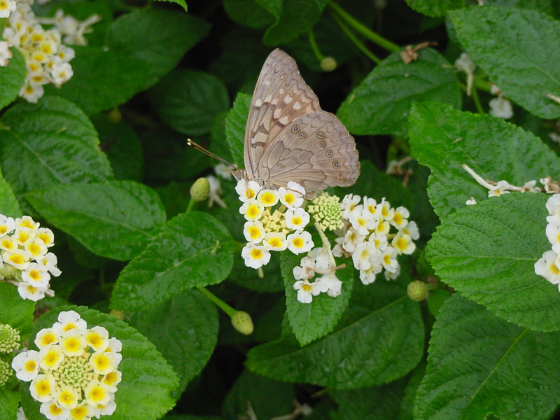 Dwarf Denholm White Lantana - Painted Lady Butterfly