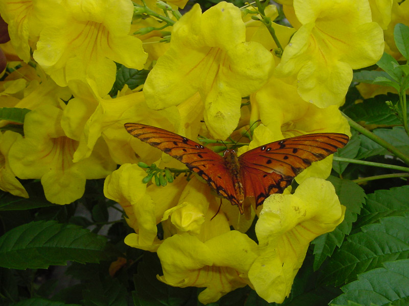 Esperanza  Gulf Fritilly Butterfly