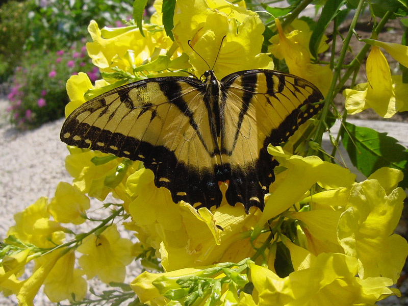 Esperanza - Tiger Swallowtail Butterfly