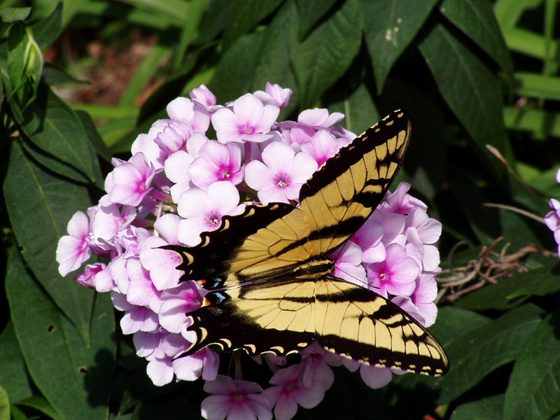 John Fanick's Phlox - Tiger Swallowtail Butterfly