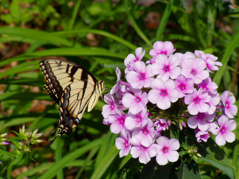 John Fanick's Phlox - Tiger Swallowtail Butterfly